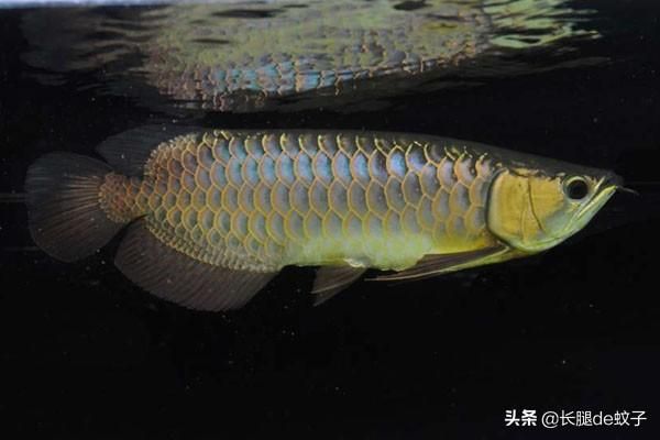 藍(lán)底金龍魚(yú)是什么品種：關(guān)于藍(lán)底金龍魚(yú)的一些詳細(xì)信息