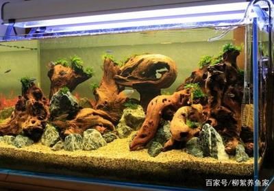 龍魚(yú)魚(yú)缸多大可以養(yǎng)魚(yú)：龍魚(yú)缸多大可以養(yǎng)魚(yú) 龍魚(yú)百科 第2張