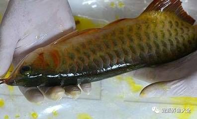 給龍魚做手術(shù)要多少錢費用：給龍魚做手術(shù)要多少錢 龍魚百科 第2張