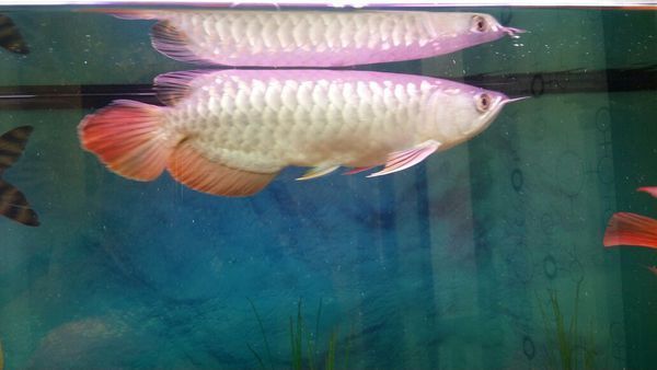 50公分的龍魚(yú)多少錢一條：50公分的龍魚(yú)價(jià)格因品種、品相、市場(chǎng)需求等因素而異 龍魚(yú)百科 第2張