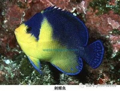 火箭魚和龍魚混養(yǎng)：火箭魚和龍魚可以混養(yǎng)嗎？ 龍魚百科 第3張