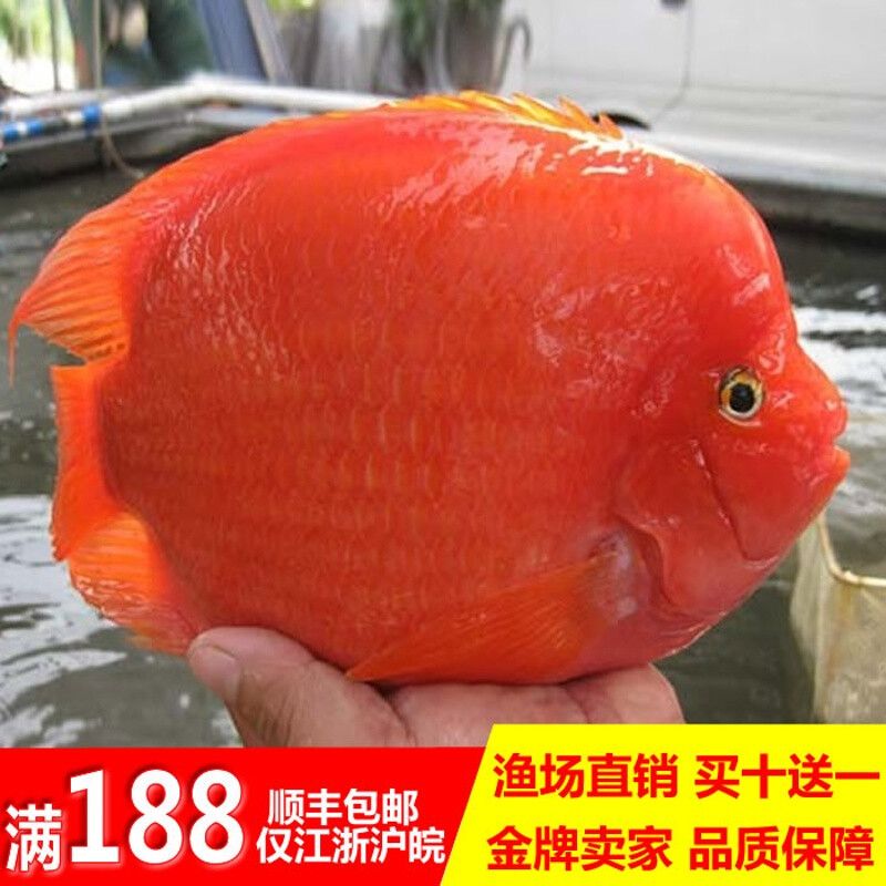 財(cái)神鸚鵡魚能和龍魚混養(yǎng)嗎：財(cái)神魚和鸚鵡魚能混養(yǎng)嗎 龍魚百科 第1張