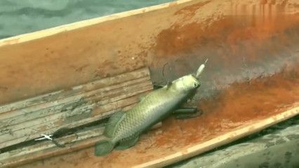 野生龍魚紀錄片：有聲書:野生龍魚紀錄片