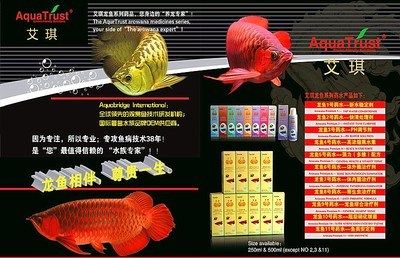 品相好的龍魚多少錢：高檔觀賞魚價格受到多種因素影響龍魚價格差異明顯 龍魚百科 第3張