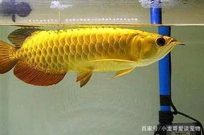 龍魚冬天不保溫會死嗎：龍魚冬天不保溫會死嗎，龍魚冬天會死嗎