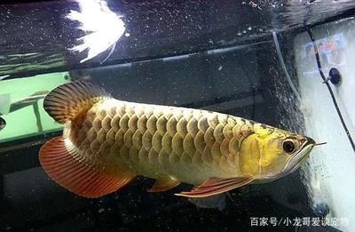 龍魚冬天不保溫會死嗎：龍魚冬天不保溫會死嗎，龍魚冬天會死嗎