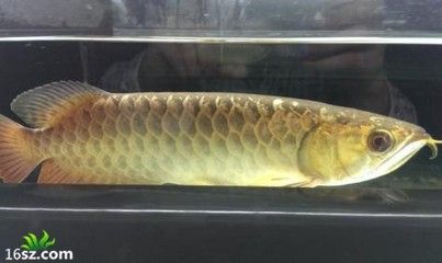 龍魚立鱗狀態(tài)好：如何治療龍魚立鱗病 龍魚百科 第3張