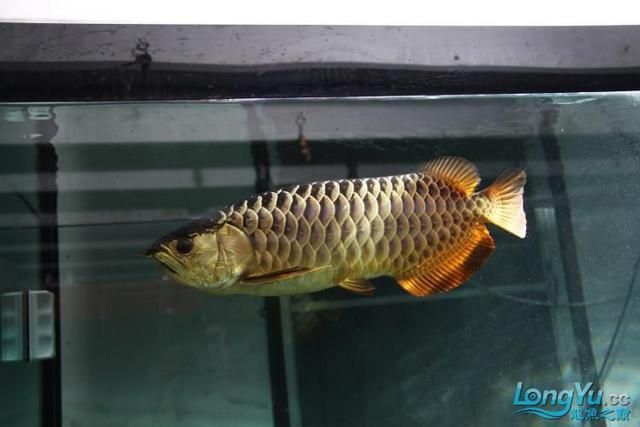 高背金龍魚有藍(lán)底嗎還是紅底好：高背金龍魚有藍(lán)底嗎？