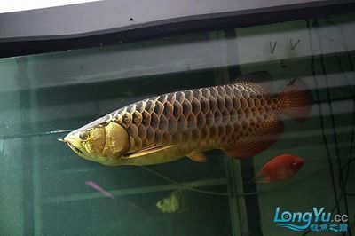 高背金龍魚有藍(lán)底嗎還是紅底好：高背金龍魚有藍(lán)底嗎？