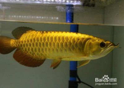 金龍魚的頭型有幾種：金龍魚頭型種類 龍魚百科 第2張