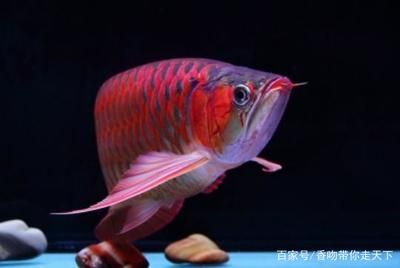 紅色的龍魚寓意著什么：紅色的龍魚在中國文化中有著深厚的寓意和象征意義