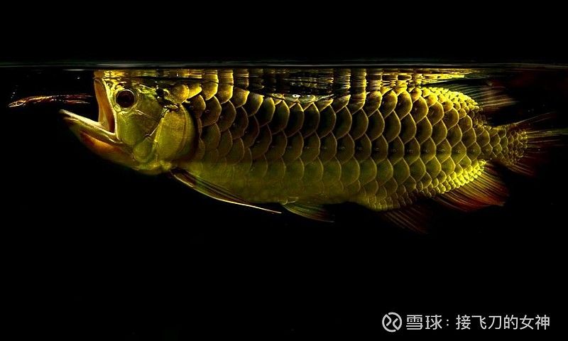 金龍魚背后：金龍魚背后的公司和人物 龍魚百科 第2張