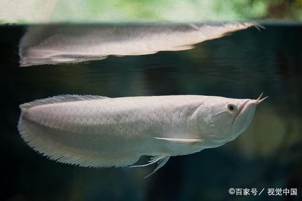 小龍魚(yú)喂食怕人吃嗎：小龍魚(yú)喂食怕人吃嗎， 龍魚(yú)百科 第1張