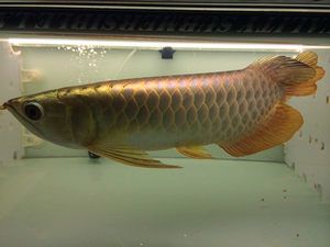 金龍魚體內(nèi)植入芯片嗎能吃嗎：金龍魚體內(nèi)植入芯片嗎 龍魚百科 第2張