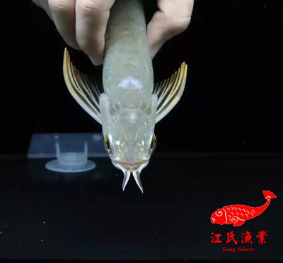 金龍魚體內(nèi)植入芯片嗎能吃嗎：金龍魚體內(nèi)植入芯片嗎 龍魚百科 第1張