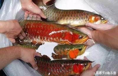 紅龍魚如何挑選好的：如何挑選紅龍魚 龍魚百科 第1張