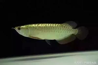 龍魚年齡和體長對比：龍魚年齡和體長對比， 龍魚百科 第1張