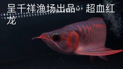 印尼超血紅龍魚記憶久嗎：印尼超血紅龍魚在記憶力方面表現(xiàn)不俗而飼養(yǎng)者需注意 龍魚百科 第2張