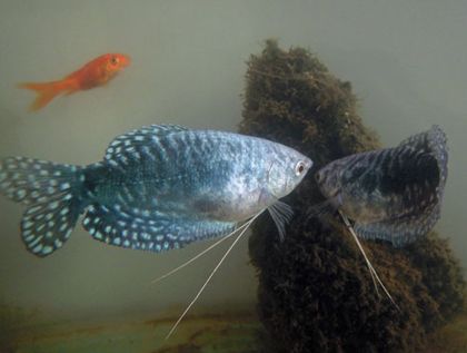 龍魚吃不吃虎魚苗的食物：龍魚會吃虎魚苗的食物嗎