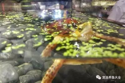 怎么選龍魚幼苗好還是小苗：怎么挑選龍魚幼苗好還是小苗 龍魚百科 第2張