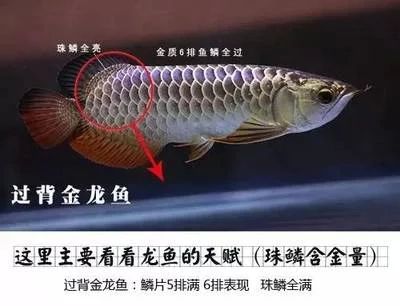 龍魚的種類與鑒別方法：龍魚的種類與鑒別方法， 龍魚百科 第3張