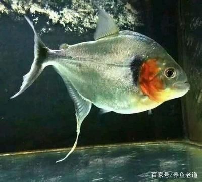 龍魚新入缸害怕水嗎：龍魚新入缸害怕水嗎龍魚新入缸時需要注意的事項 龍魚百科 第3張