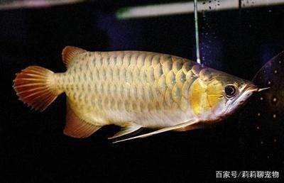 金龍魚紅龍魚混養(yǎng)：金龍魚和紅龍魚可以混養(yǎng)嗎