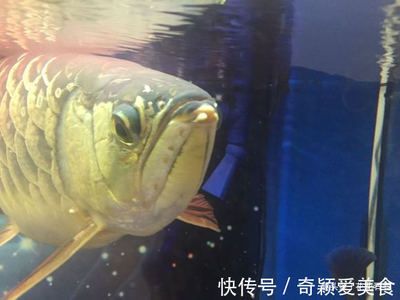 金龍魚嘴巴里有小魚：為什么金龍魚嘴巴里有小魚？