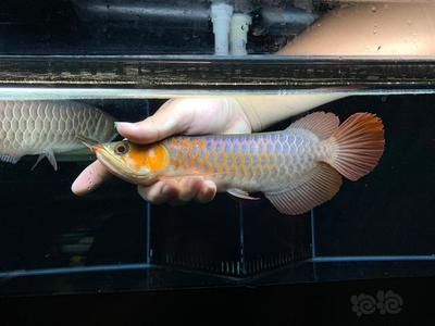 印尼血紅龍魚12-16cm：印尼血紅龍魚在jd平臺(tái)上有多款商品價(jià)格從幾百元到上千元不等