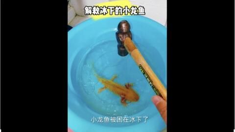 小龍魚怎么預(yù)防掉眼屎：怎么預(yù)防小龍魚掉眼屎 龍魚百科 第1張