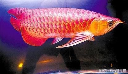 藍(lán)色的金龍魚：藍(lán)色的金龍魚是一種稀有的觀賞魚品種其獨(dú)特的藍(lán)色底色