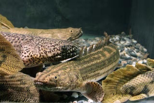 龍魚浮水面是不是缺氧：龍魚浮在水面并不一定是缺氧造成的，可能是缺氧造成的