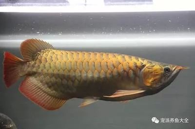 龍魚兜掉什么意思：龍魚兜掉是什么意思