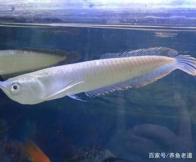 小龍魚喂食怕人怎么辦：小龍魚喂食怕人怎么辦小龍魚喂食怕人怎么辦 龍魚百科