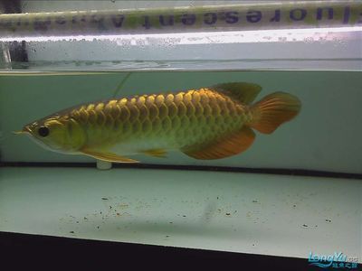 小金頭龍魚：關(guān)于小金頭龍魚的飼養(yǎng)方法 龍魚百科 第1張