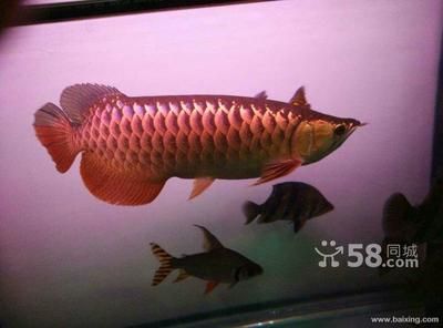 金龍魚(yú)打包：金龍魚(yú)打包發(fā)貨是一個(gè)涉及到品牌包裝、生產(chǎn)制造、快速物流和市場(chǎng)銷(xiāo)售的綜合性過(guò)程