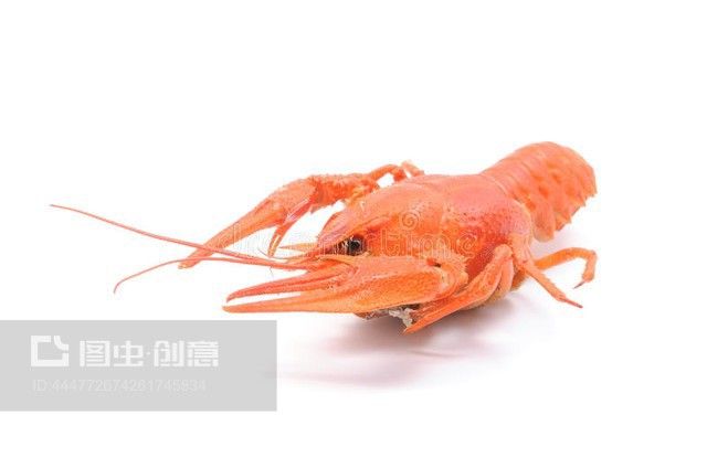 龍魚可以喂小龍蝦嗎怎么喂的：龍魚可以喂小龍蝦嗎 龍魚百科 第3張