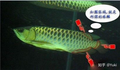 龍魚買賣違法嗎知乎：探討龍魚買賣是否違法之前 龍魚百科 第2張