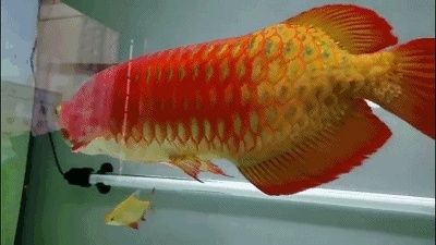 龍魚買賣違法嗎知乎：探討龍魚買賣是否違法之前 龍魚百科 第1張