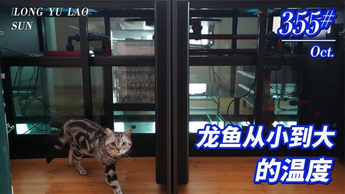 飼養(yǎng)龍魚(yú)最佳溫度和濕度是多少?。猴曫B(yǎng)龍魚(yú)最佳溫度和濕度是多少 龍魚(yú)百科 第2張