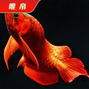 紅龍魚芯片怎么查詢生產(chǎn)日期：怎么查詢紅龍魚芯片生產(chǎn)日期