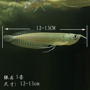 龍魚和戰(zhàn)船魚能混養(yǎng)嗎？：龍魚和戰(zhàn)船魚能不能混養(yǎng)？