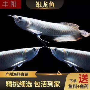 龍魚和戰(zhàn)船魚能混養(yǎng)嗎？：龍魚和戰(zhàn)船魚能不能混養(yǎng)？