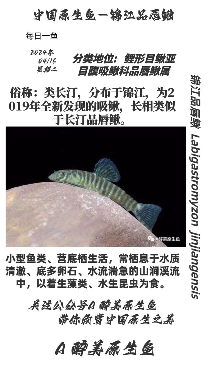 錦江品唇鰍：分布在錦江水系 觀賞魚(yú)論壇