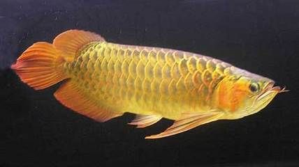 金龍魚(yú)什么溫度合適釣：金龍魚(yú)適宜生活溫度是24-29℃，金龍魚(yú)什么溫度合適釣 龍魚(yú)百科 第2張