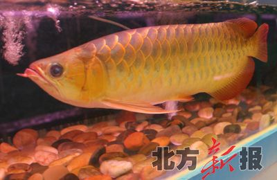 天價金龍魚價格排名第幾：天價金龍魚價格排名 龍魚百科 第2張