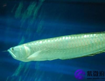 養(yǎng)一條銀龍魚(yú)有利風(fēng)水：養(yǎng)一條銀龍魚(yú)有利于風(fēng)水嗎？ 龍魚(yú)百科 第3張