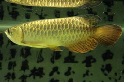 龍魚下雨天能換水嗎怎么養(yǎng)：龍魚下雨天可以換水嗎 龍魚百科 第2張