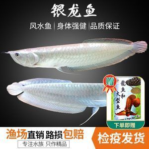 觀賞魚(yú) 什么龍：關(guān)于“觀賞魚(yú)什么龍”