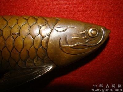 金龍魚拍賣最高：關(guān)于金龍魚拍賣的最高價(jià)格 龍魚百科 第2張